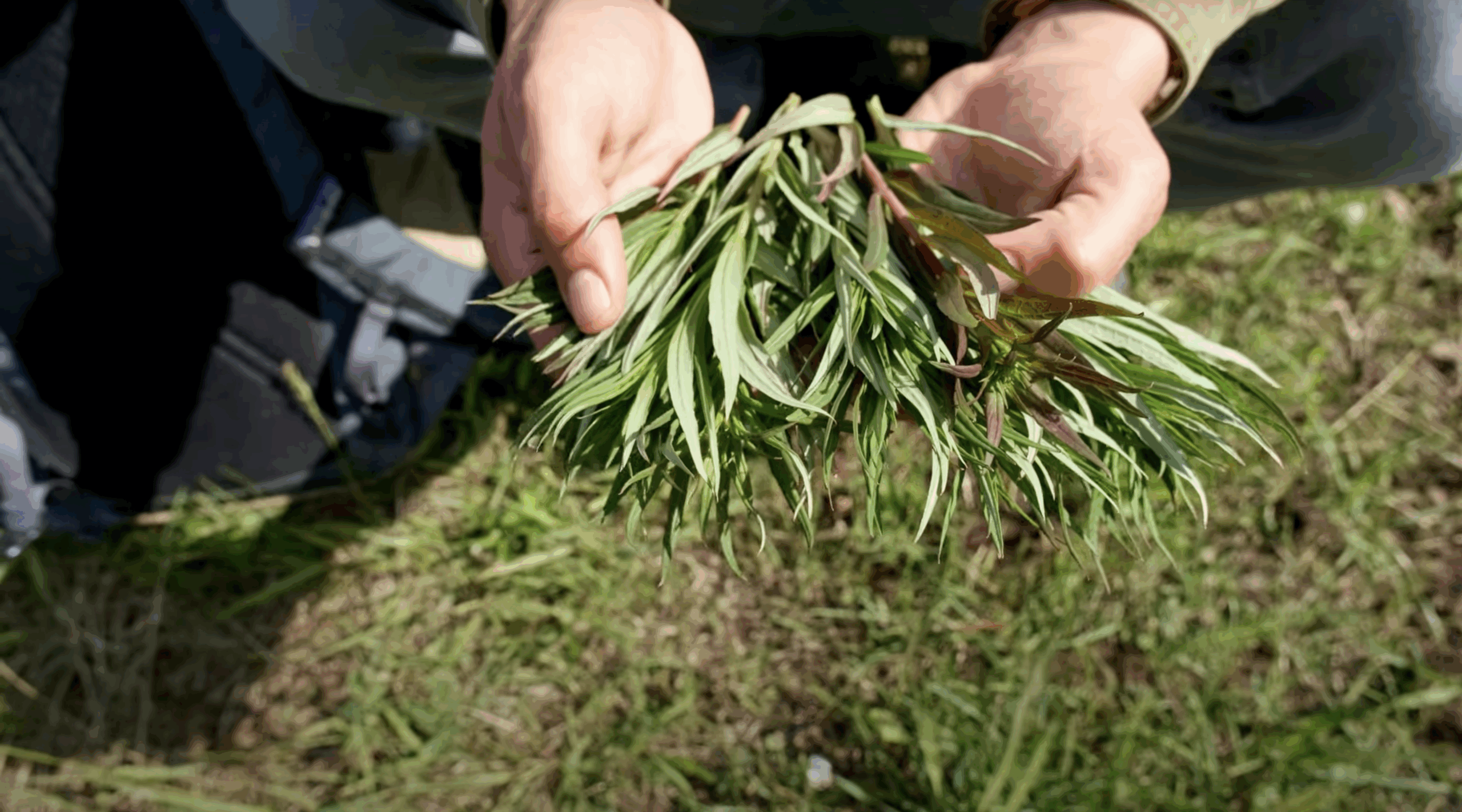 Screenshot 2025-09-04 at 3.41.40 PM